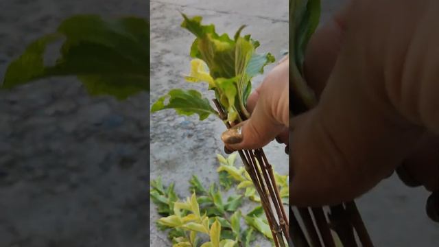 вейгела размножение черенками смотреть онлайн