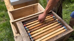 Пчелиная пасека / поймал рой пчёл #пчелы #пасека #пчело?