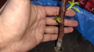 Простая зимняя прививка Персика 💯% приживаемость