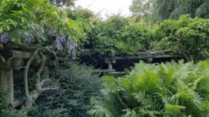 Сад роз. Японский сад. Парк "Planten un Blomen". Гамбург. Май 2023.