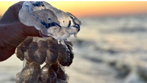 Красота Азовского моря на закате солнца