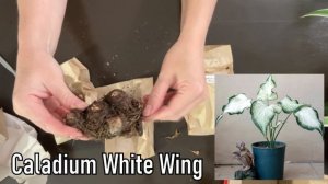 Как вырастить каладиум из клубня? #каладиум #вырастить