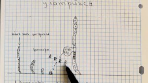 Бесполое размножение водорослей(улотрикс)