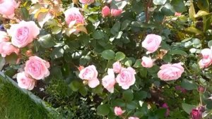 Розы.Имка Марина.Блаувестад.Мария Терезия.Букет Парфе