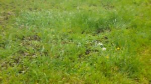 ПЧЕЛЫ РАБОТАЮТ, НО НЕ ВСЕ🐝3.05.2025 #пчеловодство #bee #пасе