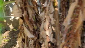 Банановая пальма. Как растут бананы