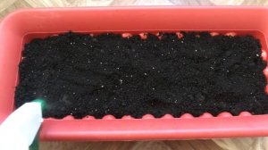 Посев укропа в балконный горшок для выращивания в дом?