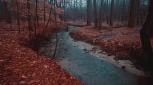 🇺🇸 Стон Маунтин, Джорджия - успокаивающая прогулка под осенним дождем