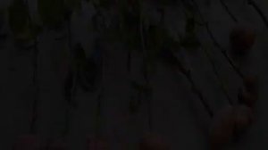 Роза дала росток в вазе: как сажать