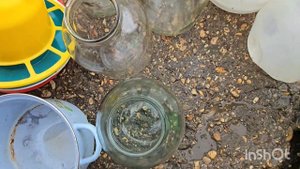 10.09.2025 влог.начали резать гусей///купили картошку/// спасаем утей