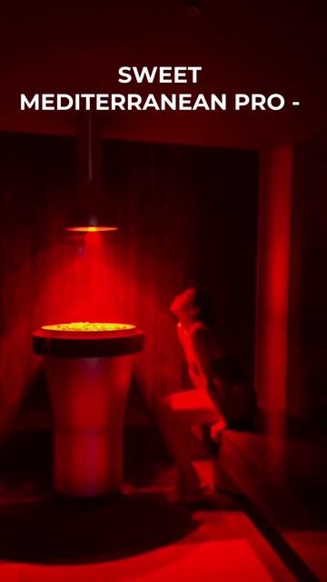 Средиземноморская терма Sweet Mediterranean Pro — когда СПА становится искусством