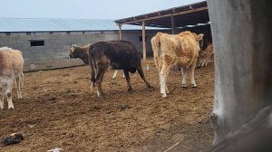 Малға ен салу,тағы рутина,қора жай,мал емдеу.Таңғы сағ?