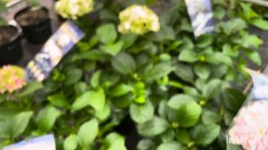 Цветение крупнолистной гортензии, НОВИНКИ серия SWITCH