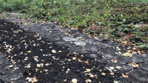 Как правильно посадить озимый чеснок