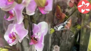 Обзор орхидей в магазине Оби город Москва