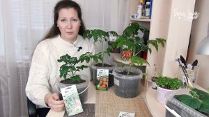 ОТ РЕДИСКИ ДО ПЕТУНИИ: мой зимний мини-сад на окошке. З
