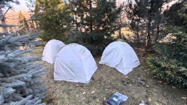 Зимнее укрытие рододендронов! Пора укрывать рододенд?
