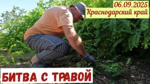 Работы на участке; битва с травой. Что с колорадским жуком?(06.09.2025)