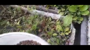 Семена - своими руками! (Базилик). "Серёжкин огород". 48 с?