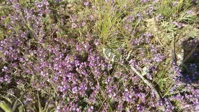 Майские цветы смотреть онлайн