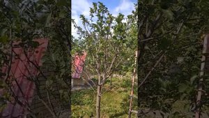 Летняя обрезка взрослого дерева сливы для снижения и ?