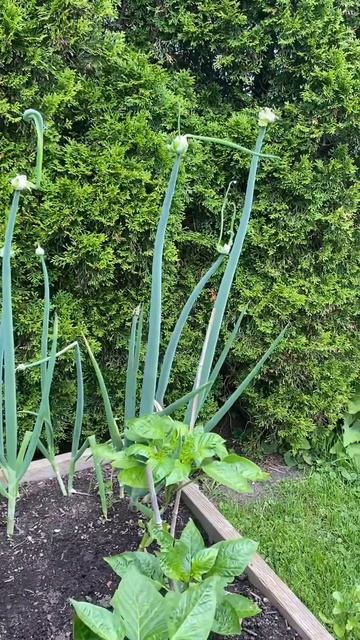 Лук пришелец. Новые стрелки вырастают прямо из цветон? смотреть онлайн