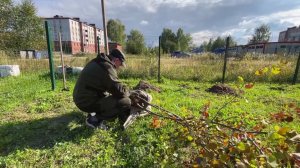 В Советском высадили яблоневую аллею