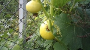 Обзор тыкв, растущих на заборе!