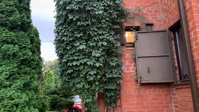 Девичий виноград - не сорняк! смотреть онлайн