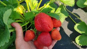 Надежный, вкуснейший сорт земляники ксд ФЕДЕРИКО! Омс?