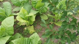 10 сортов табака, месяц в открытом грунте