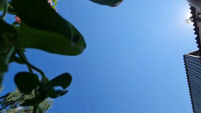 ПЕТУНИЯ будет цвести ПЫШНЫМ ШАРИКОМ ДО ЗАМОРОЗКОВ! Ле? смотреть онлайн