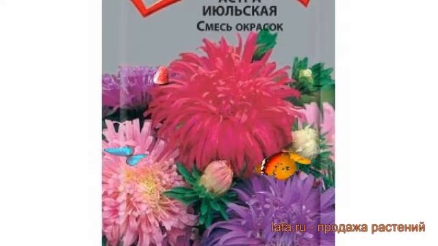 Астра обыкновенная Смесь окрасок (smes okrasok) 🌿 обзор: ка? смотреть онлайн