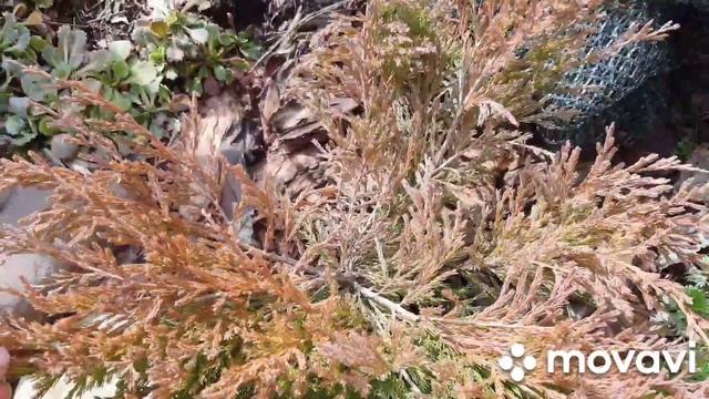 Работы в саду весна 2023. Удивительная находка 😱 Формир смотреть онлайн