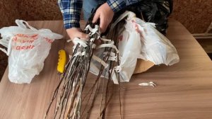 Хатунский питомник отзывы.  Отзыв  Иванов А.В.