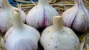 Озимый чеснок: лучшие проверенные сорта. Наш опыт