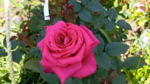 Роза Noblesse® Ноблессе (Тантау 2021 год)