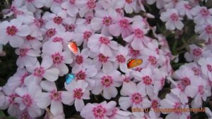 Флокс шиловидный Корал Ай (coral eye) 🌿 обзор: как сажать, ?
