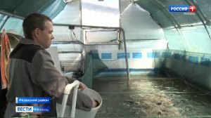 Рязанец выращивает африканских мраморных сомов