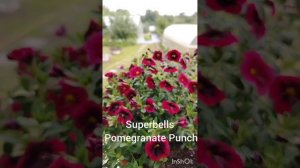 Калибрахоа, мои маточники