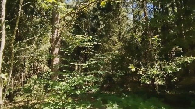 Мой лес.../My forest... смотреть онлайн