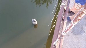 раколовка подымачка