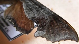 БРАЖНИКИ: 600. Temnora elegans