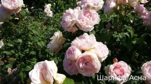 Краткий видео обзор  Шарифа Асма (Английская) - Sharifa Asma (