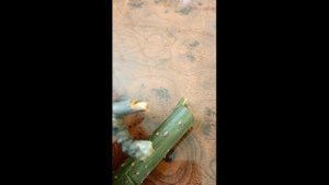 Прививка яблони весной в ращеп.Как привить яблоню вес?