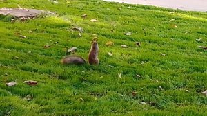 Белка лучше любого психолога