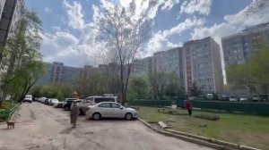 Цветет сакура май 2025 район Воронежской Хабаровск