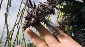 Таиланд: как работает конопляная ферма. Обзор на лучши