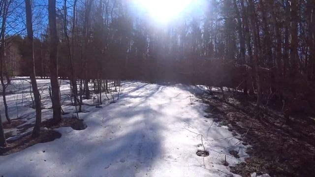 Грибник НЕ ОЖИДАЛ встретить ИХ в это время! Весенние г? смотреть онлайн