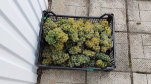 Грюнер Вельтлинер. 25.09.23. Воронеж.